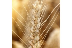 Image Wheat